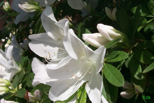 Image54.jpg - 41335 Bytes
